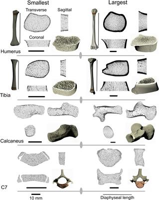 Skeletal indicators of developmental changes in arboreality and locomotor maturation in extant apes and their relevance to <mark class="highlighted">hominin</mark> paleobiology